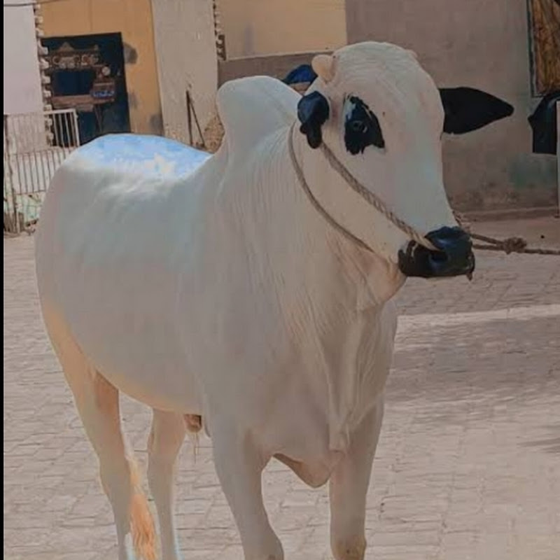 FATAH JHANGI VLOGS