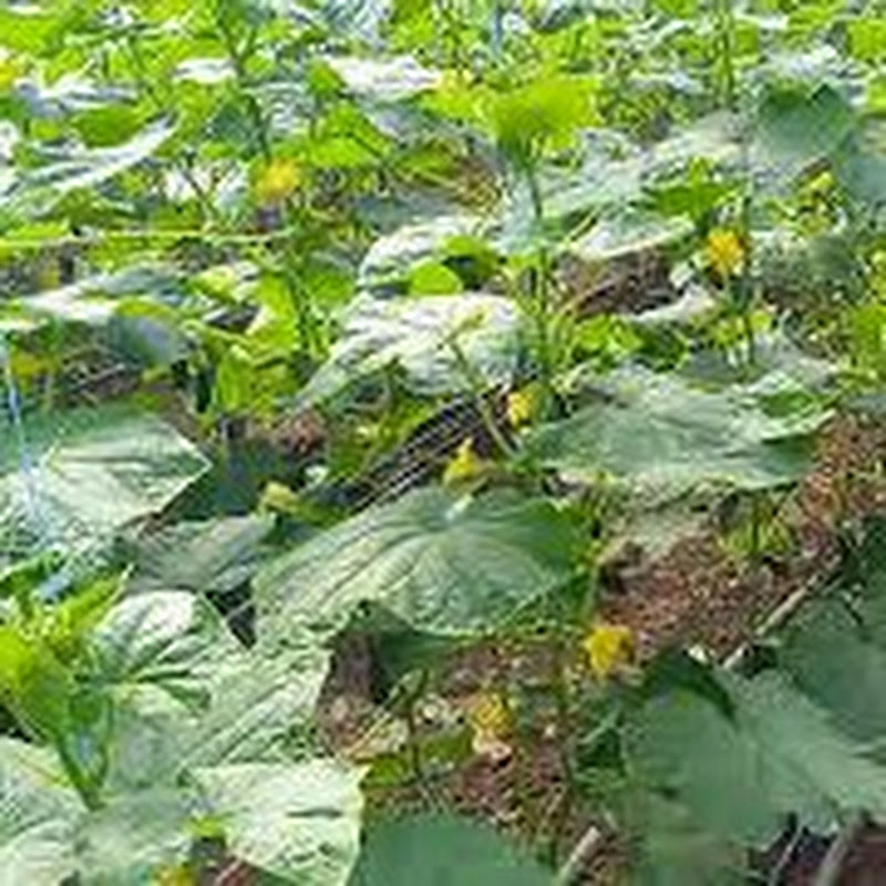 B.K. AGRO