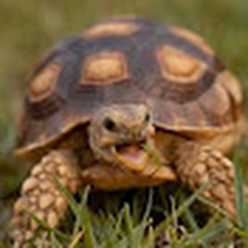 Hire Turtle 🐢  — Stop Motion Animation YouTube creator for sponsorships