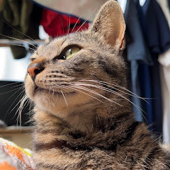 居候だったニャンコと家族暮らしアイコン画像