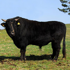 Black Cow