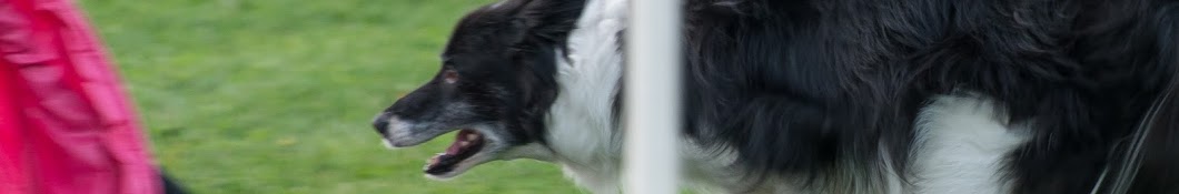 Brant Dogs YouTube kanalı avatarı