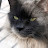 @Thecat1962-h8p Avatar