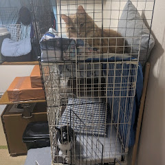 ノムとクロ