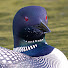 9pMxgtx_xd4-channel-avatar-Tone Coughlin Photography LLC