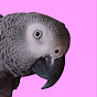 Cosmo the funny parrot logo