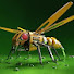 LVCvmbZgP0c-channel-avatar-Друг Бджіл Пасіка🐝