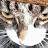 @Thatswhy5050 Avatar