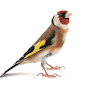 Prestige Goldfinch logo