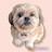 @YEJINTheShihTzu
