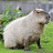 @Cute-animal-capybara