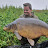 LP carpfishing