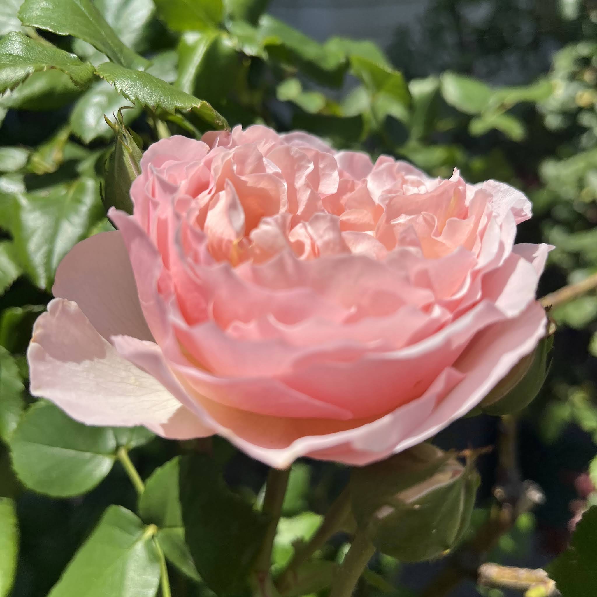 Post from Ma Rose
