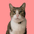 bcak25QGrxs-channel-avatar-しらたま猫