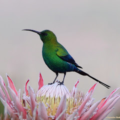 Lynette Rudman net worth