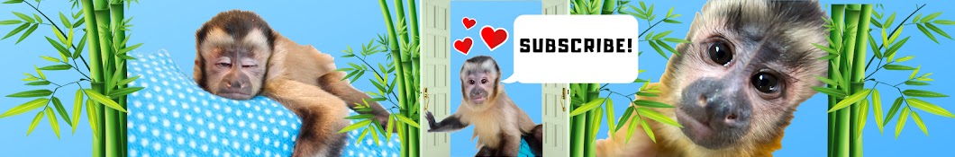 MonkeyHappy YouTube channel avatar