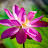 @Kool1lotus