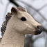 DOOyq_f1-9g-channel-avatar-Schleich animals CH