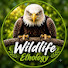 T7cB2AlCark-channel-avatar-Wildlife Ethology