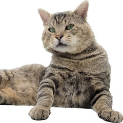 スズにゃんママ