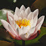 XvL6sxQDx-A-channel-avatar-ตามแสงธรรม  - Ray of Dhamma