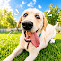 yR3Wnv5s4ag-channel-avatar-Dogs In Motion