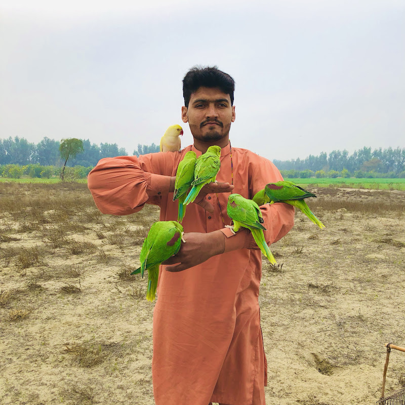 Asghar Parrots 