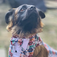 Subscribe to me for no reason profile image