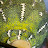 @Dankosaurous Avatar