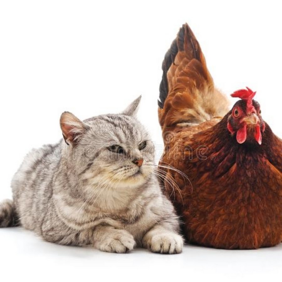 Кура кошка. Курица и кошка. Кошка с цыплятами. Фото куриц и кошечек. Курица Тшка по сегментам.