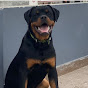 Simba - The Rottweiler Dog logo