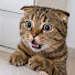 YtVGBNdJFME-channel-avatar-Pets Parade