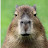 @capybaraFG