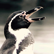 Penguins kawaii channel by pentoru