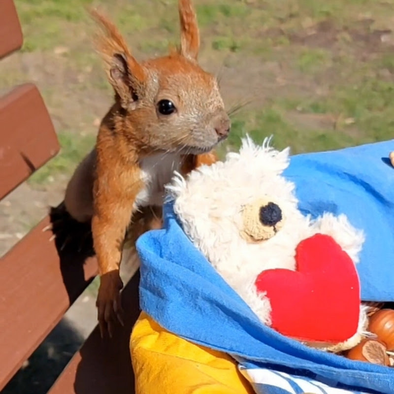 Eichhörnchen mit Herz
