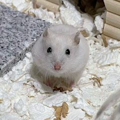 おもちチャンネルアイコン画像