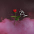 Rose Afterhours