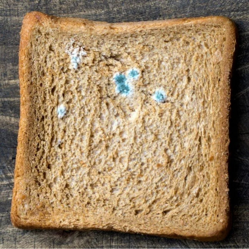 MildewBread