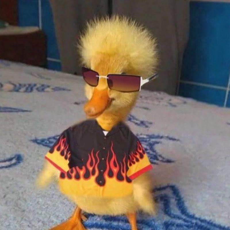 BichoInsanoS
