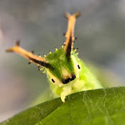 シネマティック自然観察