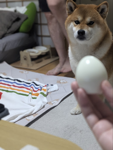 仲良し柴犬♡フライパン YouTube