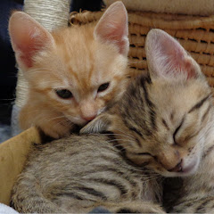 にゃん太さんとふうちゃん