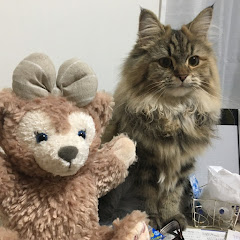 サイベリアンのわたげ【大型猫・長毛種】アイコン画像