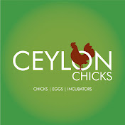 Ceylon Chicks
