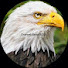 XJvjdT1nB4M-channel-avatar-Elang EAGLE