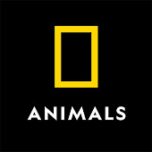 Nat Geo Animals