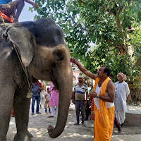 Elephant lover profile image