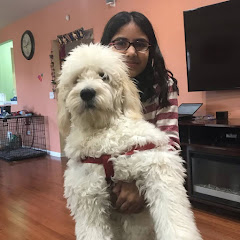 Sasha & Champ   The golden doodle doggo