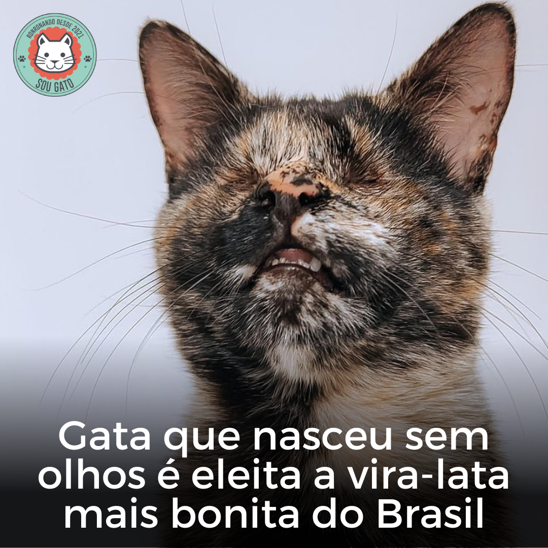 Sou Gato 