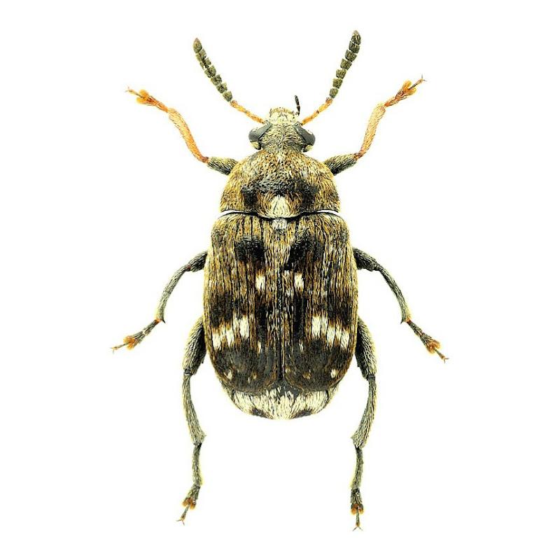 Вредный Жук Logo